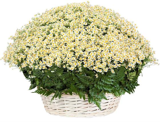 Цветочная композиция из Ромашки в корзине в Кучерле